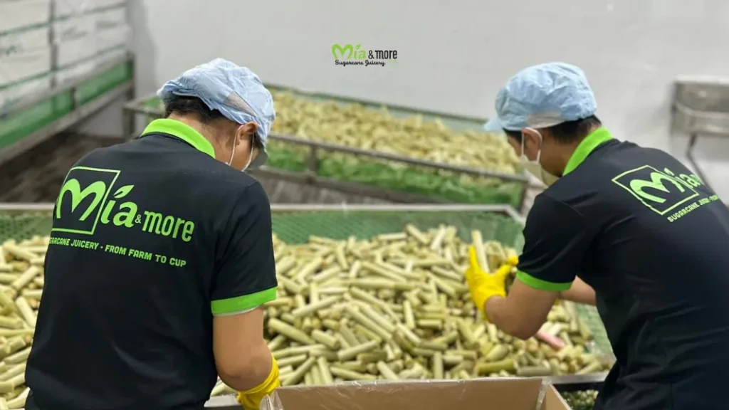 Mía and More staff carefully selecting the finest stalks for our U.S. export process.
