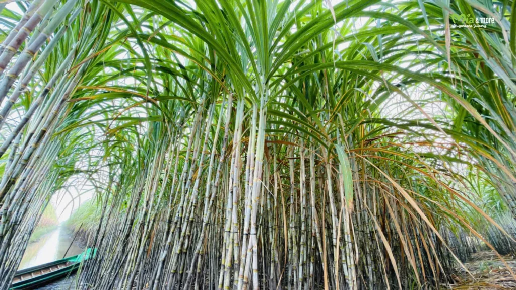 Sugarcane fields of Mia and more in Vietnam