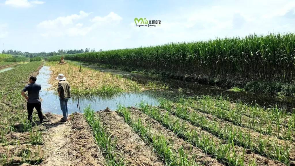 Vietnamese farmers tend to Mia and More's sugarcane fields, which meet US export standards.