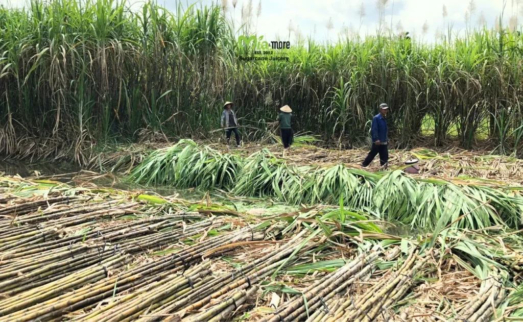 Harvesting sugarcane in the fields