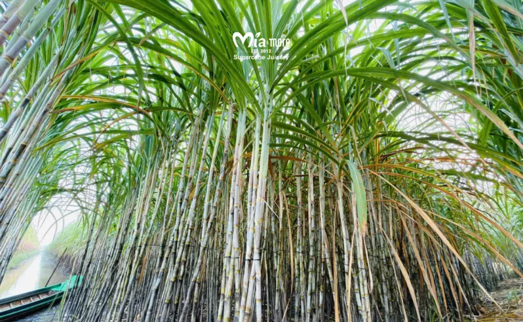 Lush green sugarcane fields of Mia and More
