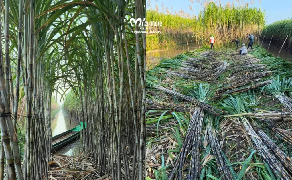 Lush sugarcane fields and the sugarcane harvesting process